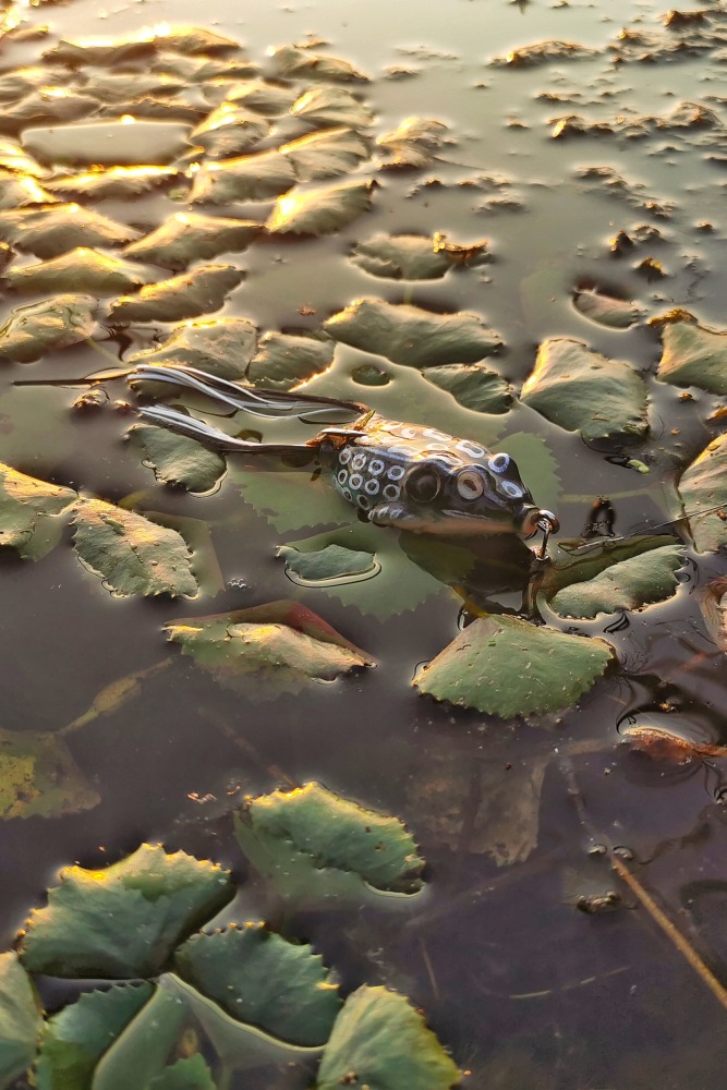 ivanec frog fishing